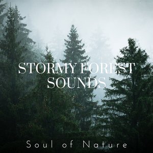 Calm Forest with Storm