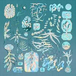 Phyllodesmium Acanthorhinum