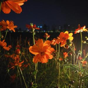 Teddy Bear Rises（翻自 Oohyo）