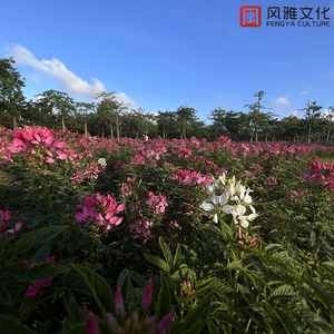 停在电线的蜻蜓