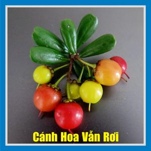 Cánh Hoa Vẫn Rơi