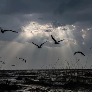 忽然在稻田爱上你