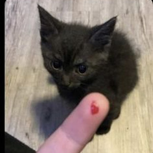 Vamp Anthem (slowed)