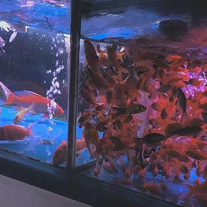 我的骄傲无可救药（live）