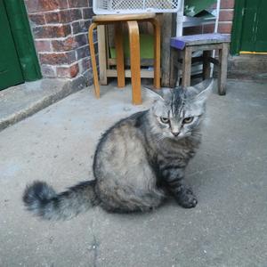 面斥不雅 Happy Face