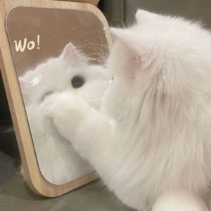 南村的小妹妹 (DJ版)