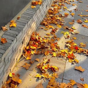 【FREE】火红的枫叶和似水的流年