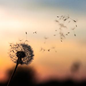 风，如果你也会说话