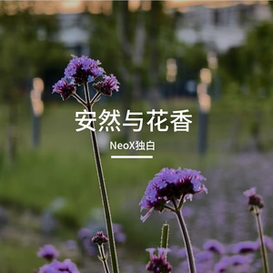 安然与花香 伴奏