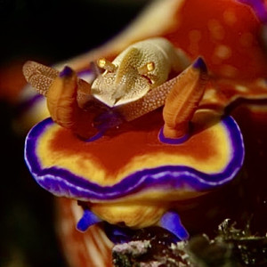 エビチリ (2023 Remastered)