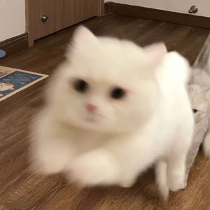 独行侠+爱如潮水（remix）