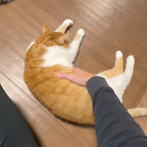 どうかしてる猫飼いの民は