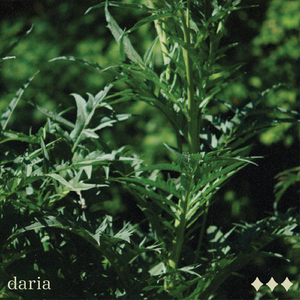 Daria