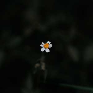 雏菊落时（斯莉同人曲）Prod. by UNIVERSE 444