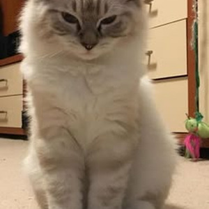 I Kissed A Girl (slowed)