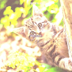 一尘不染放松的猫印象数
