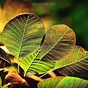 一尘不染水疗护理印象数