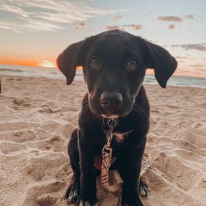 Doggie