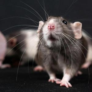 Afro Rat v Afro Beat