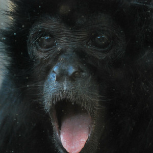 Confusing Apprehending