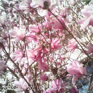 如果我不在追寻你 你是否会记得我