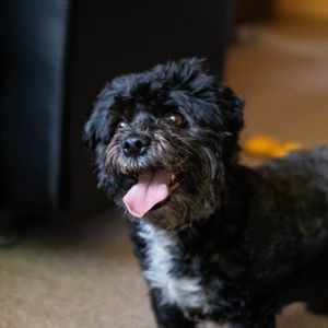 微妙的睡狗心情