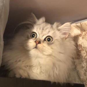 会いに行かなくちゃ