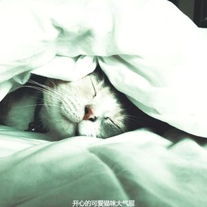 优美可爱猫咪器乐