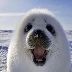 I See Seals