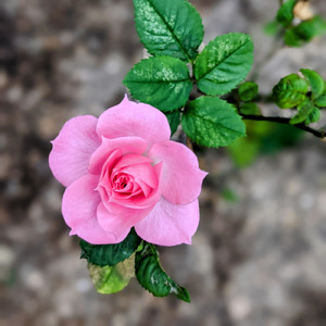 しあわせなとき