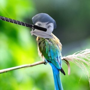 棍儿摇（鸟儿摇 bootleg）