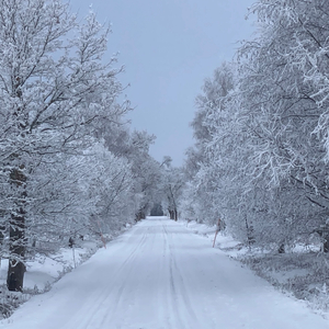 Oxveckor (Här finns ingen tröst)