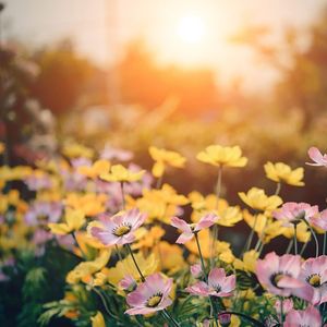 花园种花 （挖呀挖呀挖）伴奏
