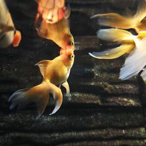 山坡上的墓碑花