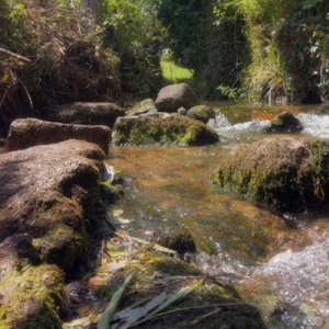 Wetlands