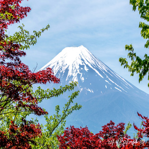 후지산을 바라보며