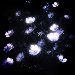 Blossom