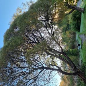 Open Water (Soila Tikkanen on Piano and Vox)