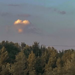 达尔文（cover：蔡健雅）