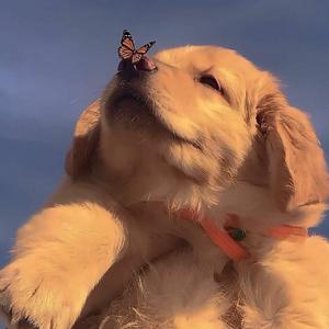 爱江山更爱美人