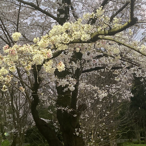 直感のソルフェジオ周波数852ヘルツ2