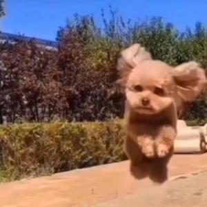 808bae (instrumental)