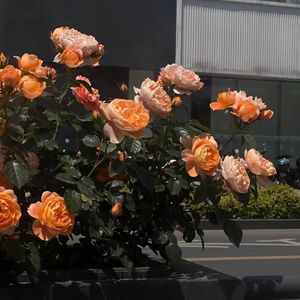 哈尔的移动城堡（钢琴版）