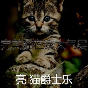 温和小猫梦想