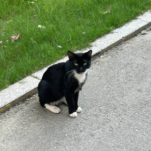 我们喵星人就是这么拽