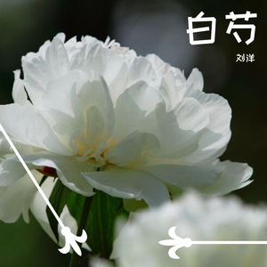 白芍