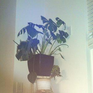 sunsets (Demo version)