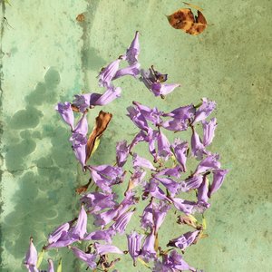 Botellas