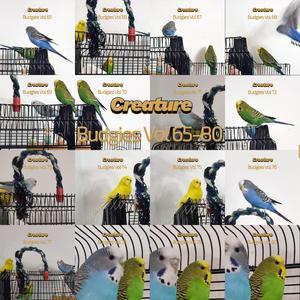 Budgies, Vol. 78