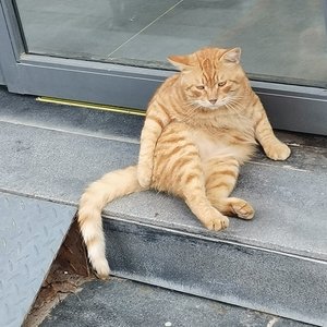 唱rap的仙人